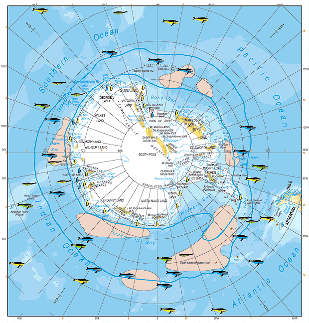 Antarctic Wildlife