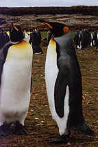 King  Penguins