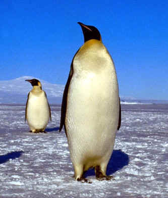 Emperor Penguin