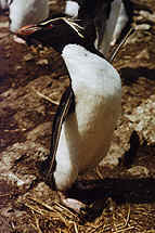 Rockhopper Penguins